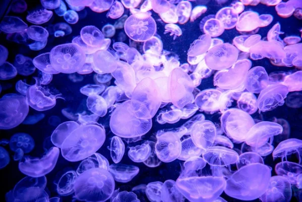 梦幻水母获取攻略：垂钓与活动方法